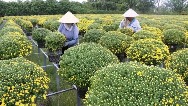 Mekong Delta farmers expect good harvest of Tết flowers