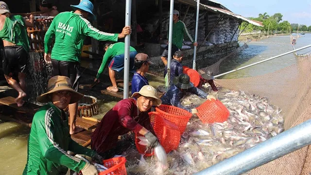 Tra fish exports likely to recover this year