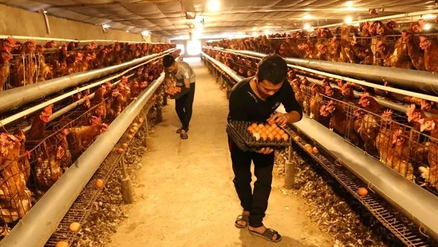 Localities asked to take measures against bird flu