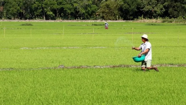 Kiên Giang farmers guaranteed outlets for high-quality rice