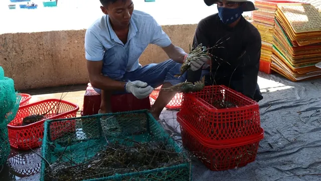 Ninh Thuận works towards sustainable sea-based aquaculture