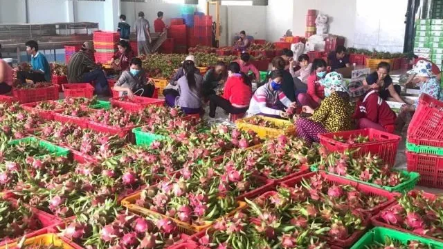 Tiền Giang sets export target of $3.4 billion in 2020