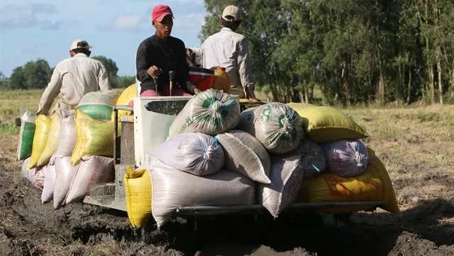 Hậu Giang focuses on sustainable agriculture development