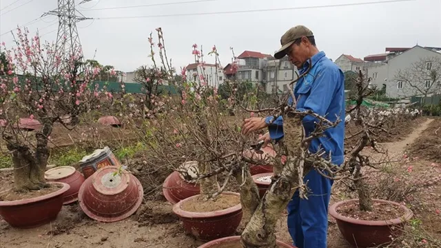 Peach blossom farmers back to work after Tết