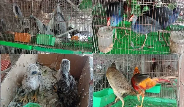 Việt Nam to keep close eye on wildlife import, sale