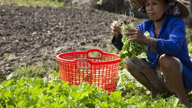 VietGap vegetables yield high incomes for Kiên Giang farmers