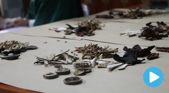 Immune boosters to fight viral diseases