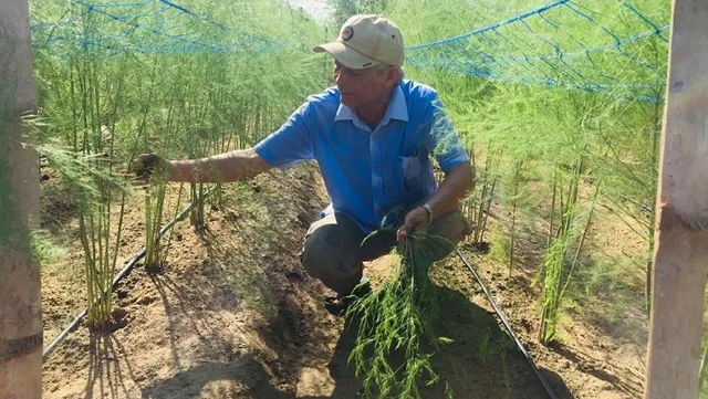 Vietnamese asparagus could enter Australian market this month