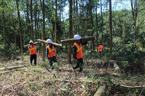 Việt Nam needs more trees: experts
