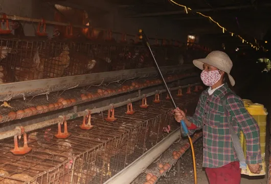 Hà Nam culls hundreds of poultry to stem bird flu outbreak