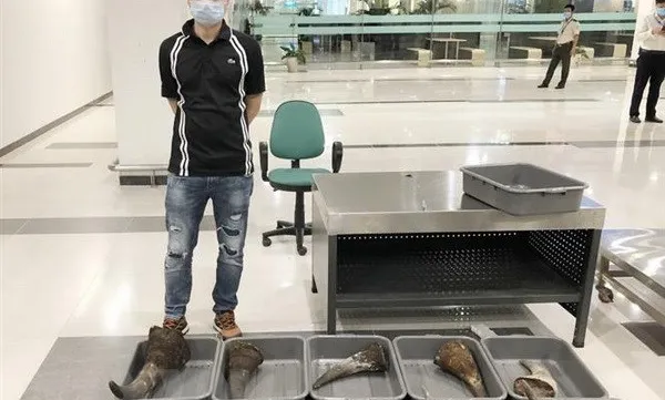 Nearly 30kg of rhino horn seized at Cần Thơ Airport