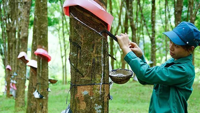 Rubber group to move listing from UPCoM to HoSE