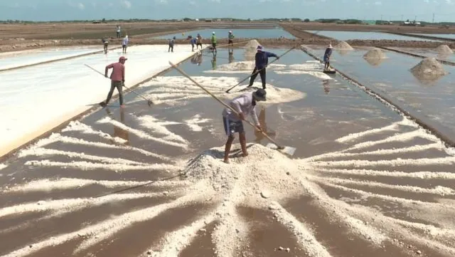 Bumper salt production, high prices in Mekong Delta