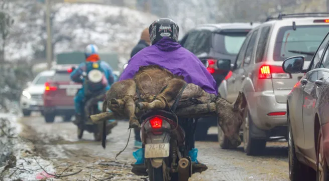 Extreme cold spell kills over 200 cattle in northern Vietnam