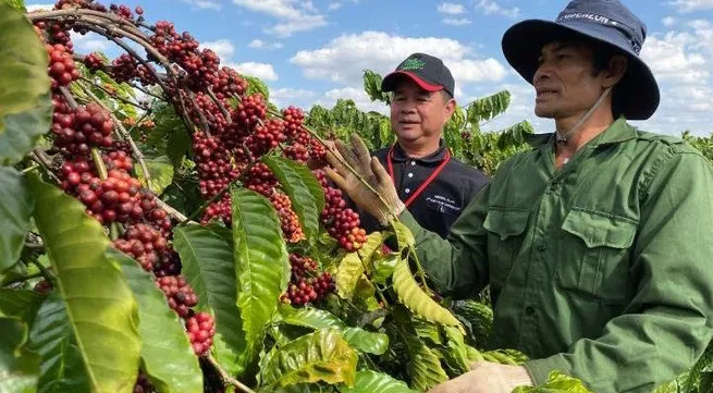 Vietnam develops high-quality coffee