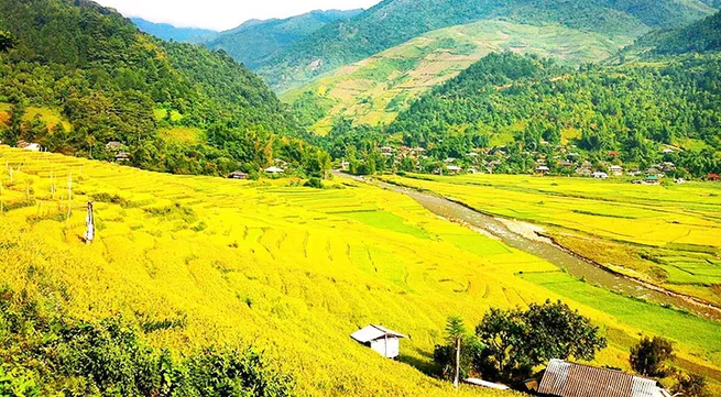 Rice paddies in Tu Le Valley bask in the golden glow of autumn