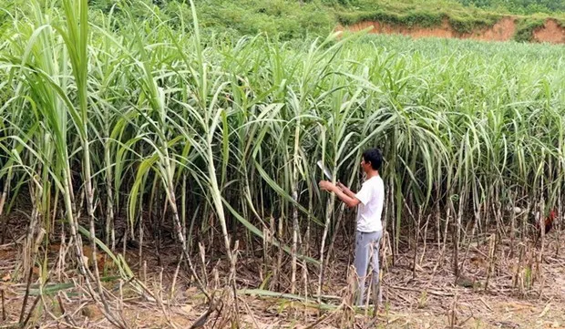 Vietnam remains Laos’s largest sugar importer