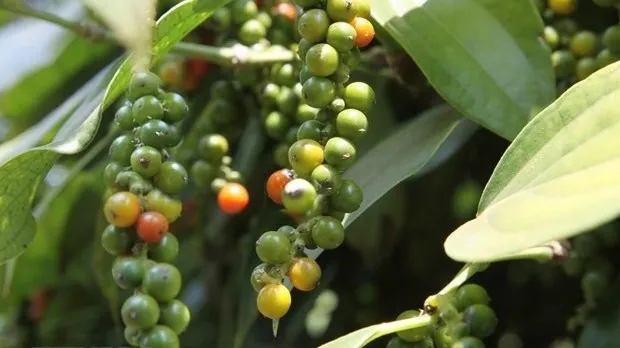 Vietnam sees surges in pepper exports to France in 7 months