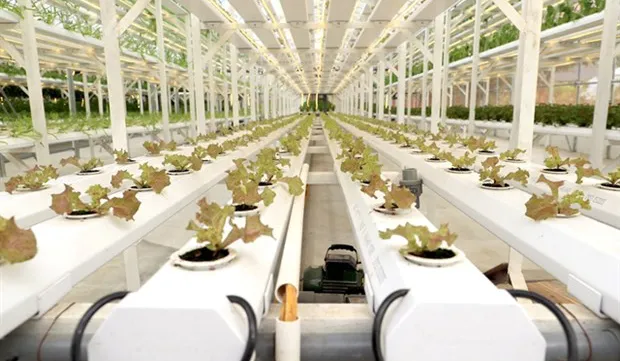 Hanoi aims to develop smart agriculture