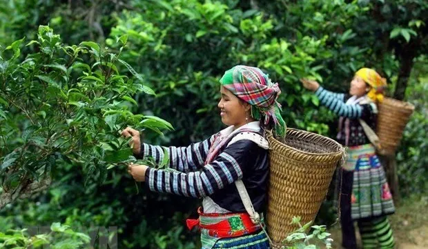 Vietnam wins big tea contract with Malaysian partner
