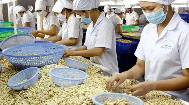 Vietnamese cashew nuts see many prospects in German market