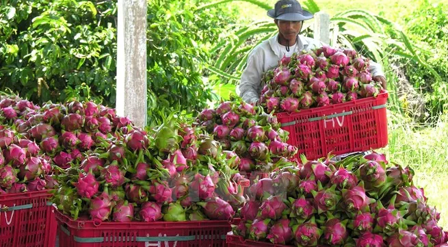 Fruit and vegetable exports hit over US$3.2 billion in 2020