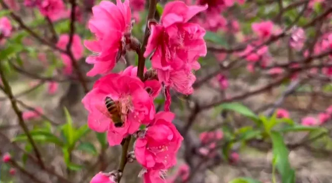 Tet gifts to be presented to revolution contributors