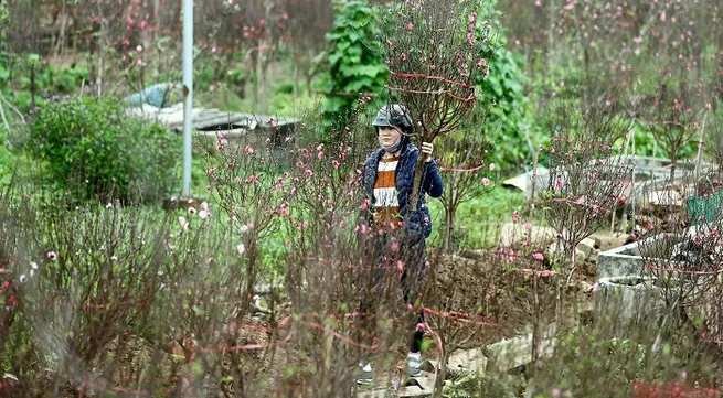 Peach, kumquat tree growers busy ahead of Tet
