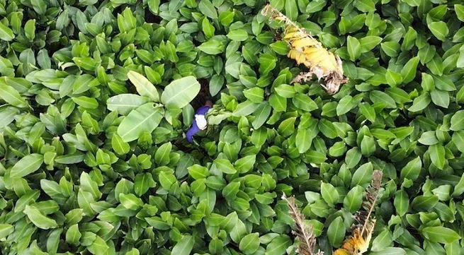 Bustling Trang Cat in dong leaf harvesting season