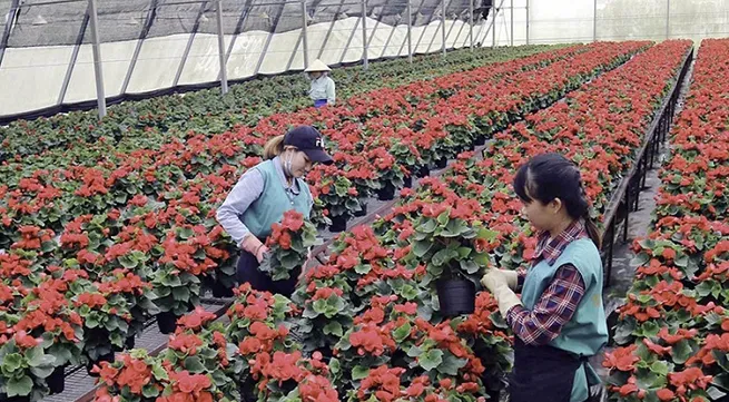 Lam Dong develops modern agriculture