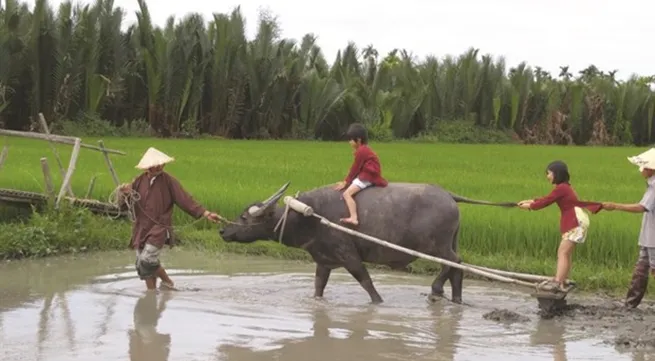 Buffalo tours in Hoi An prove a hit