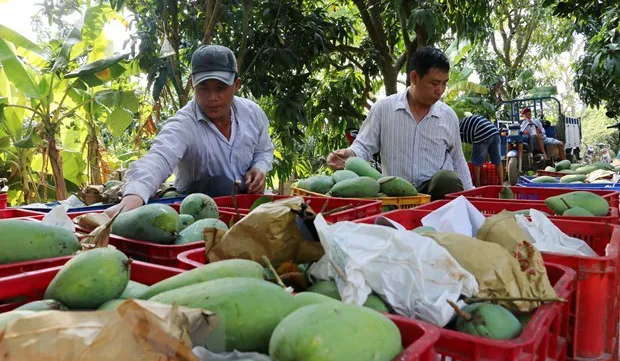Ministry targets 650 million USD from mango exports by 2030