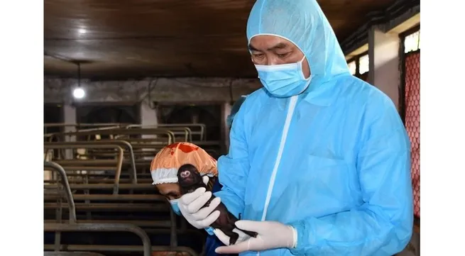 Vietnam clones swine from ear tissue somatic cell