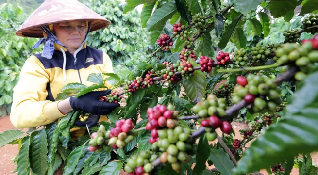 Focusing on increasing coffee’s export value