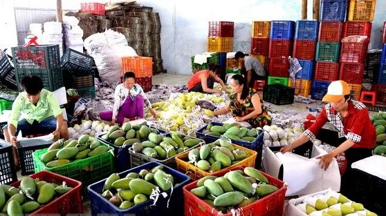 Improving status of Vietnamese agricultural products