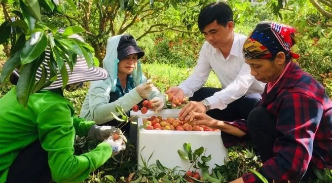 Government allows foreign traders to enter Vietnam to purchase lychees in Bac Giang