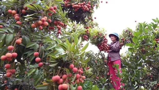 Hai Duong enjoys good sale of “thieu” lychee on e-commerce platforms