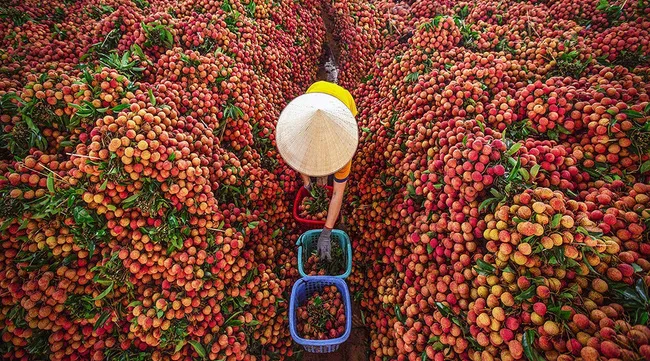 Bac Giang exports 15 tonnes of lychees to Japan