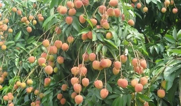 Teleconference discusses consumption of Bac Giang lychees