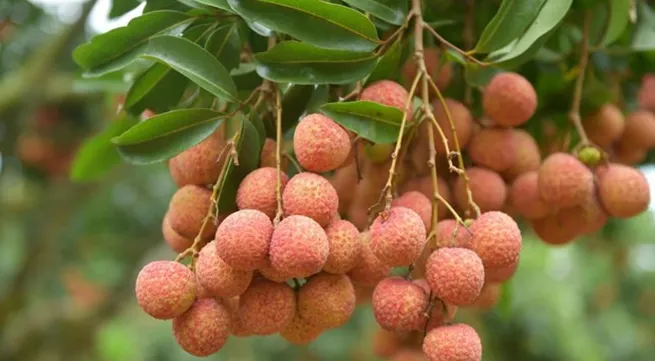 Vietnamese lychees confident of winning over consumer taste in Netherlands