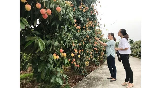 Thanh Ha lychees launched on e-commerce floor
