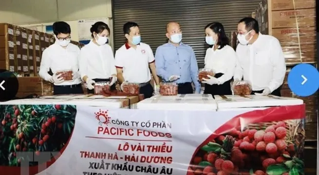 Vietnamese lychees head for EU markets