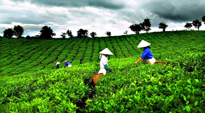 Local tea exports surge in first half