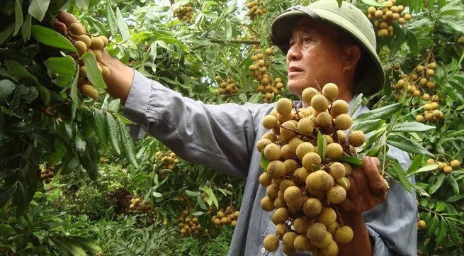 Online trade conference on Vietnamese longan slated for mid-July