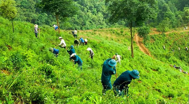 Close to 108,260 ha of new forest planted during year’s first half