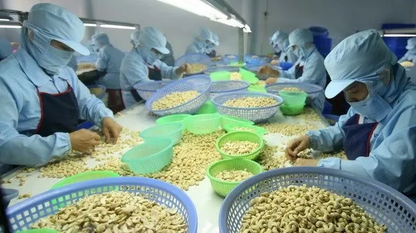 More Japanese consumers prefer Vietnamese cashew nuts