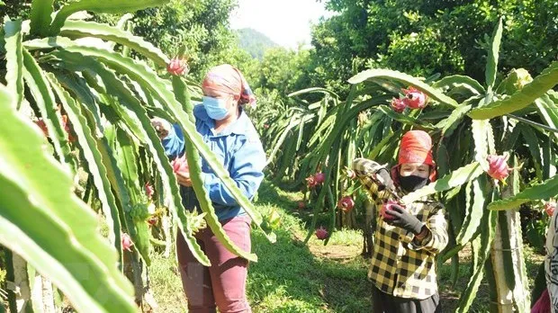 Hai Duong’s dragon fruits get cultivation zone codes for export