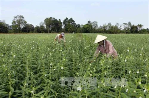 Cần Thơ rice farmers switch to high-value sesame