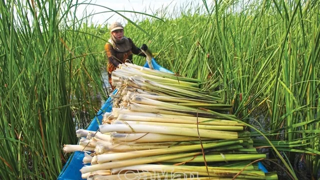Bulrush cultivation offers stable income for farmers