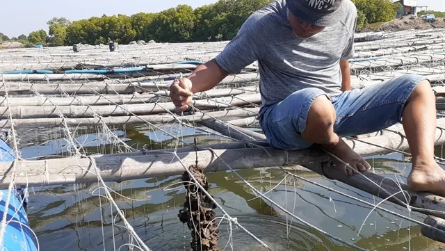 Bà Rịa – Vũng Tàu farmers expand breeding of Pacific oysters